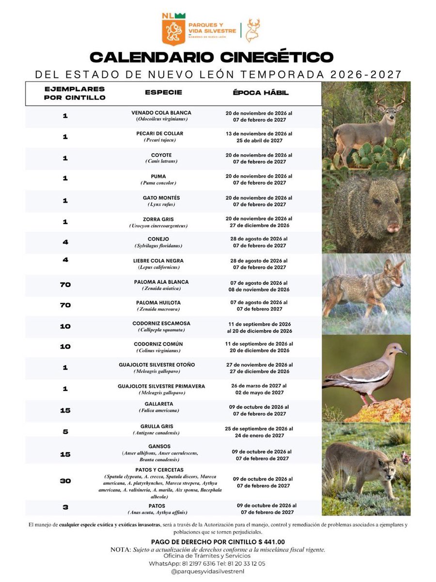 HistoriaNuevaMX's tweet photo. Ojalá que @samuel_garcias nos de una explicación de cómo es que desde el @nuevoleon promueven la caza de Puma, Lince y Coyote que hasta pudiera ser confundido con lobo mexicano. 

Qué opina @SEMARNAT_mx y @PROFEPA_Mx https://t.co/YiBljd0T7C