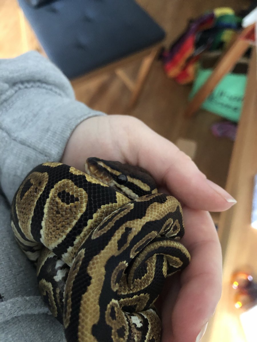 Mays_Life94's tweet photo. The day I got my Fizzy when he was exactly 6 months old. And now, at exactly three YEARS old. He grew so much! https://t.co/69usqRDb17