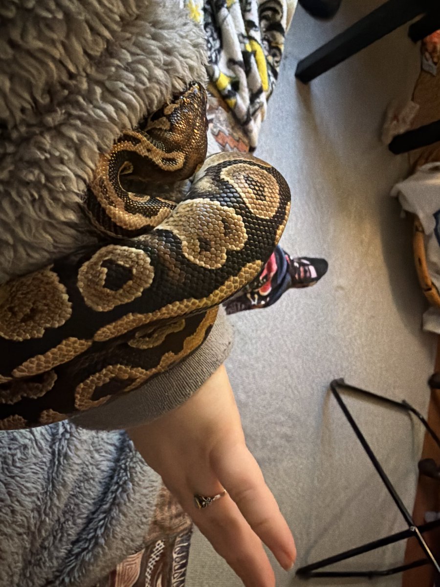 Mays_Life94's tweet photo. The day I got my Fizzy when he was exactly 6 months old. And now, at exactly three YEARS old. He grew so much! https://t.co/69usqRDb17