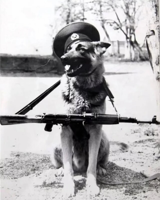 ButletDers's tweet photo. Soviet border dogs (1950’s)🐕 https://t.co/GFNV8lde7G