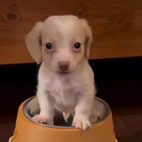 juridicobangchn's tweet photo. THIS DOG IS CHAN BAREFACED IM SOBBING THEY LOOK THE SAMEEEE😓😓 https://t.co/RDQEPUg0qP