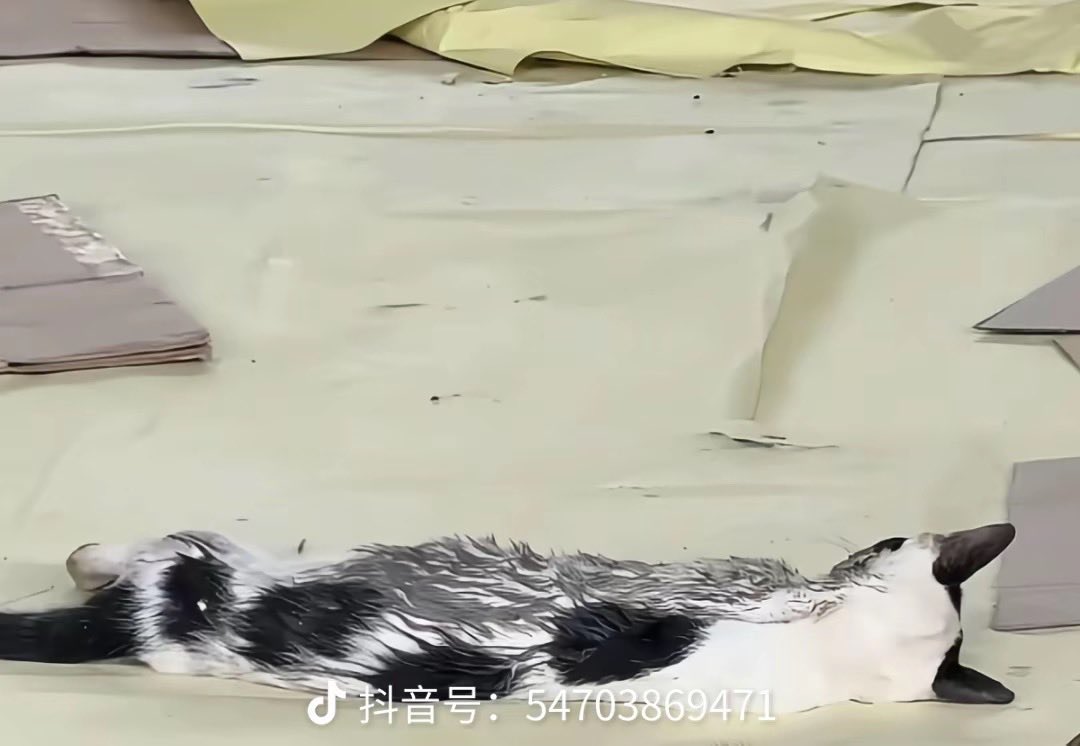 Yy5ils's tweet photo. 当你看到一群同类井然有序的昏倒在地，你的选择
A.逃跑
B.调查发生了什么
C.王之蔑视 对着同类的身体发起决斗
0x7abcc197f0d1ad736fd1cf966ff3efed24037777 https://t.co/GelNEnOGWm