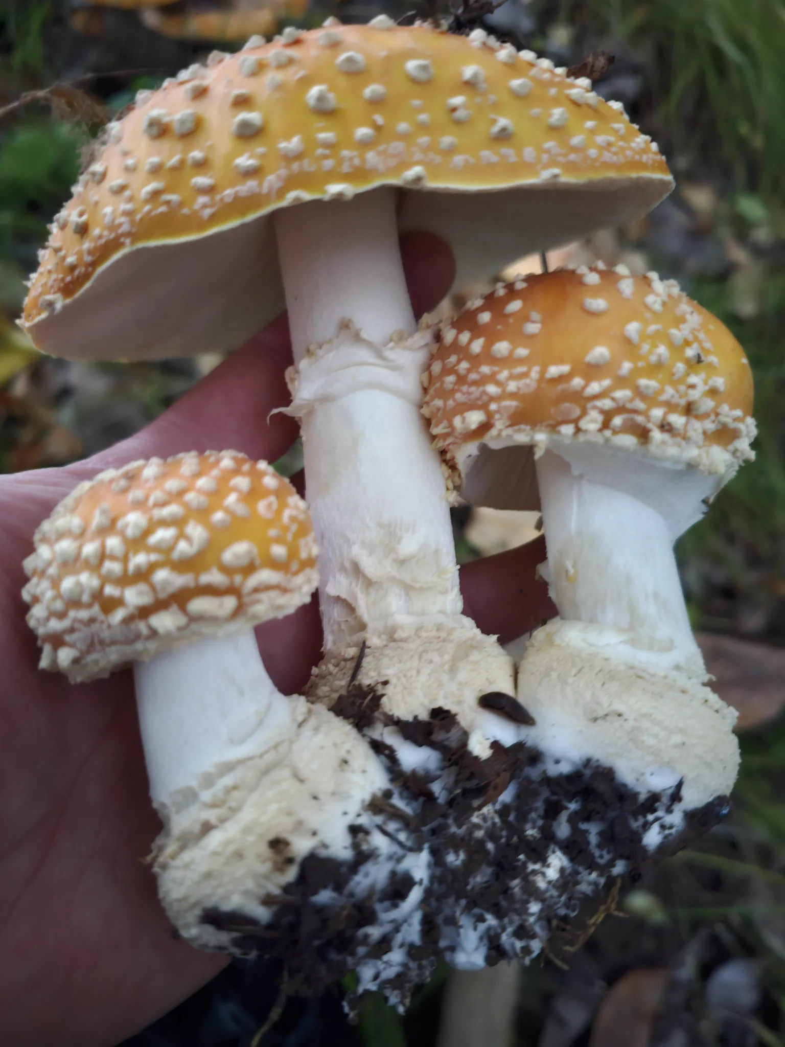 Oregon Gourmet Mushrooms on X: 