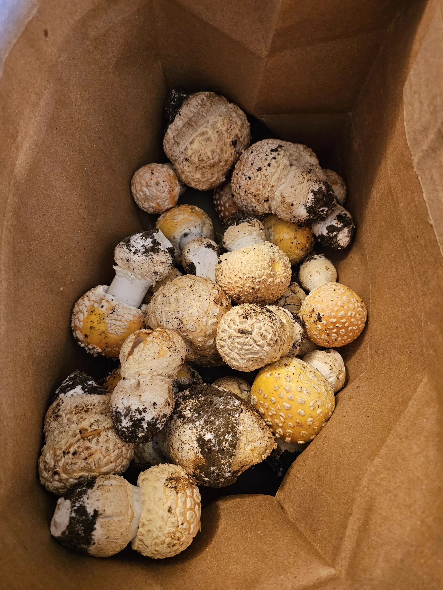 Oregon Gourmet Mushrooms on X: 