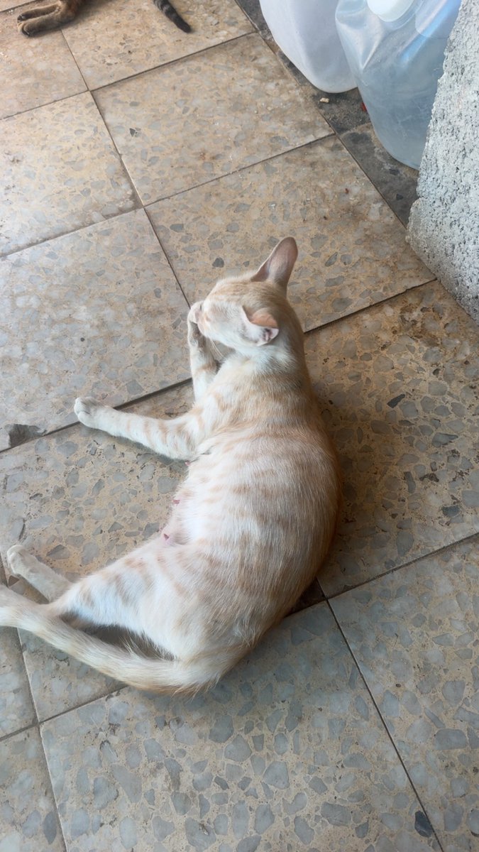 Mo7mmd30's tweet photo. I only had one cat. His name was Leo. I loved him so much, but he died during the war because of the famine in Gaza.

After that, cats started coming to me one by one. I didn’t go looking for them—they simply found their way to my tent, and each time, I chose not to let them go hungry.

Then one of the cats I care for became a mother and brought her four kittens to me. And just like that, I went from having one cat whom I loved and lost to caring for an entire family of cats.

I feed them and care for them every day, despite everything we are going through here in Gaza and how difficult it is to provide food.

So yes, I will continue taking care of my cats. They are living souls who found food and safety with me, and I will not punish them for the circumstances we are living through. ❤️