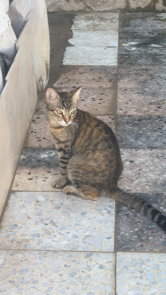 Mo7mmd30's tweet photo. I only had one cat. His name was Leo. I loved him so much, but he died during the war because of the famine in Gaza.

After that, cats started coming to me one by one. I didn’t go looking for them—they simply found their way to my tent, and each time, I chose not to let them go hungry.

Then one of the cats I care for became a mother and brought her four kittens to me. And just like that, I went from having one cat whom I loved and lost to caring for an entire family of cats.

I feed them and care for them every day, despite everything we are going through here in Gaza and how difficult it is to provide food.

So yes, I will continue taking care of my cats. They are living souls who found food and safety with me, and I will not punish them for the circumstances we are living through. ❤️