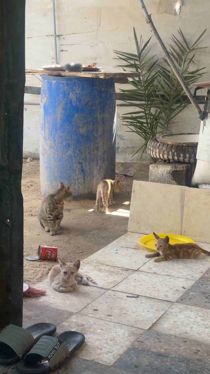 Mo7mmd30's tweet photo. I only had one cat. His name was Leo. I loved him so much, but he died during the war because of the famine in Gaza.

After that, cats started coming to me one by one. I didn’t go looking for them—they simply found their way to my tent, and each time, I chose not to let them go hungry.

Then one of the cats I care for became a mother and brought her four kittens to me. And just like that, I went from having one cat whom I loved and lost to caring for an entire family of cats.

I feed them and care for them every day, despite everything we are going through here in Gaza and how difficult it is to provide food.

So yes, I will continue taking care of my cats. They are living souls who found food and safety with me, and I will not punish them for the circumstances we are living through. ❤️