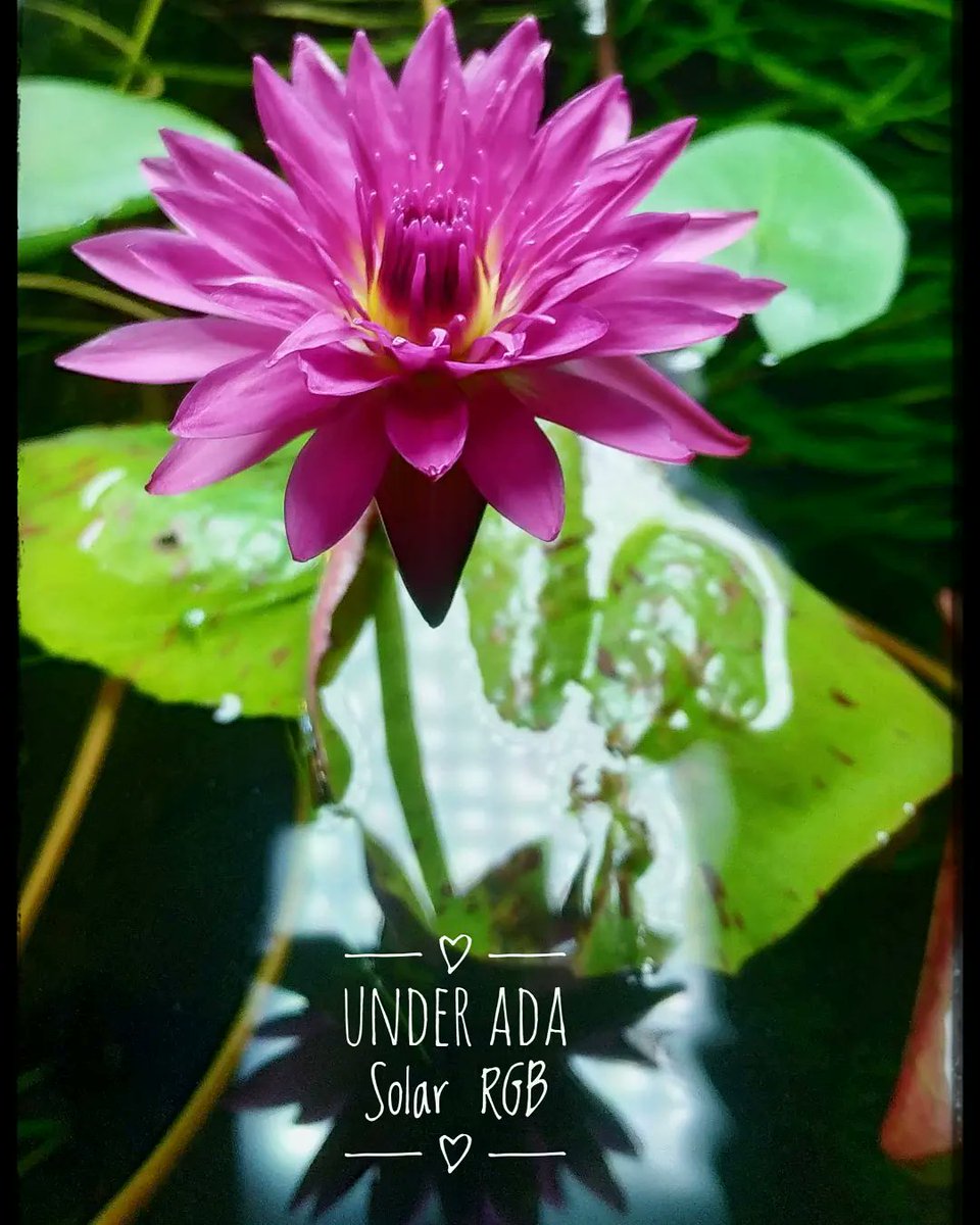 williamallensry's tweet photo. Lily is thriving under the ADA Solar RGB System in our Ripples Gallery. https://t.co/mpaldQSCel