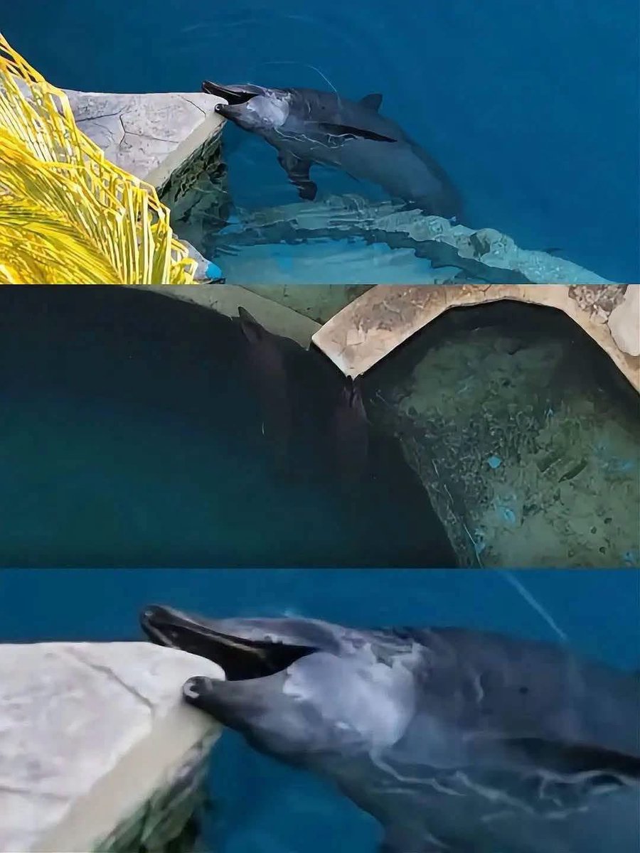 PlayaRiviera's tweet photo. Captan a delfines mordiendo concreto en estanques de Cancún. A metros del mar, pero con una condena de cautiverio permanente, estas solos, abandonados, intentando liberar el estrés de alguna manera. https://t.co/dM9kNSnjBm