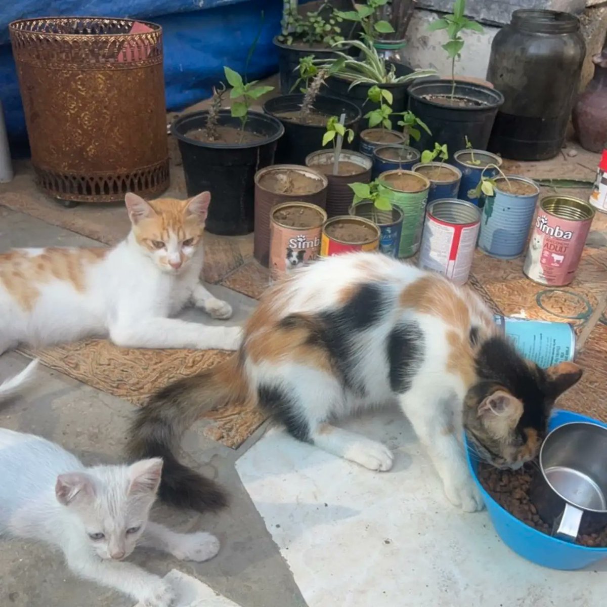 leahrobertseeew's tweet photo. We’re facing a water shortage. Today, I walked nearly 16 km to the water truck and waited in an unimaginably long line. Still, we must be there for the shelter and the animals who rely entirely on us to survive. https://t.co/ZmUWQkiiUN