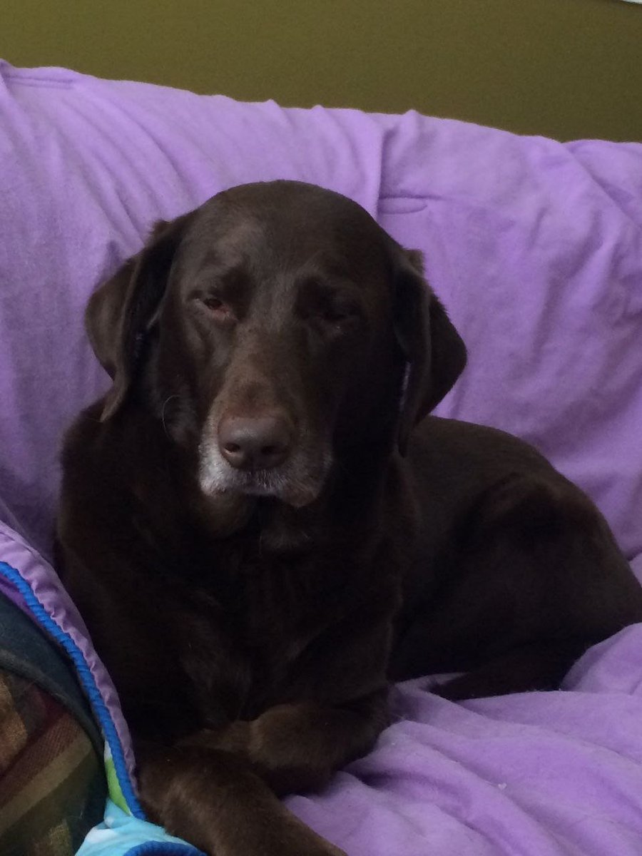 JesseDavoud2md's tweet photo. The act of zoo is something that gives pleasure❤️🐕
https://t.co/oXCMCzIPqB

#zoophillia #zoosarevalid #beastiality #dogknot #zooprideisvalid #zoophile #antizoo #antizoophile #zoopride #zoophilepride
#Bestiality #bb27 #HAECHAN #God #Kirk #CharlieKirkdead https://t.co/zbi7HLzHYI