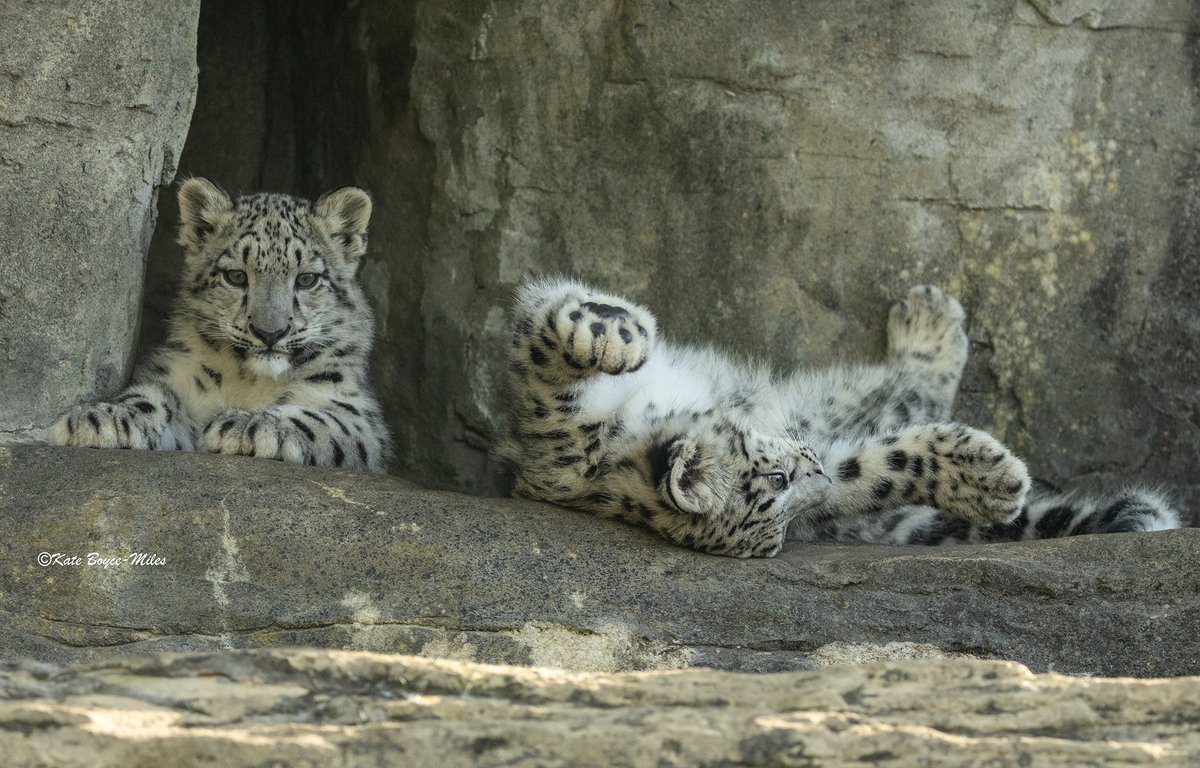 Mararda10's tweet photo. #Snow #leopards (more I know, but I cannot get enough of them). Here are Momo and Nima (the cubs), with Nima rolling about on the rocky ledge.  #cute #cats #bigcats #Panthera #uncia #MarwellZoo #wildlife #photography https://t.co/YHcbM2HYQz