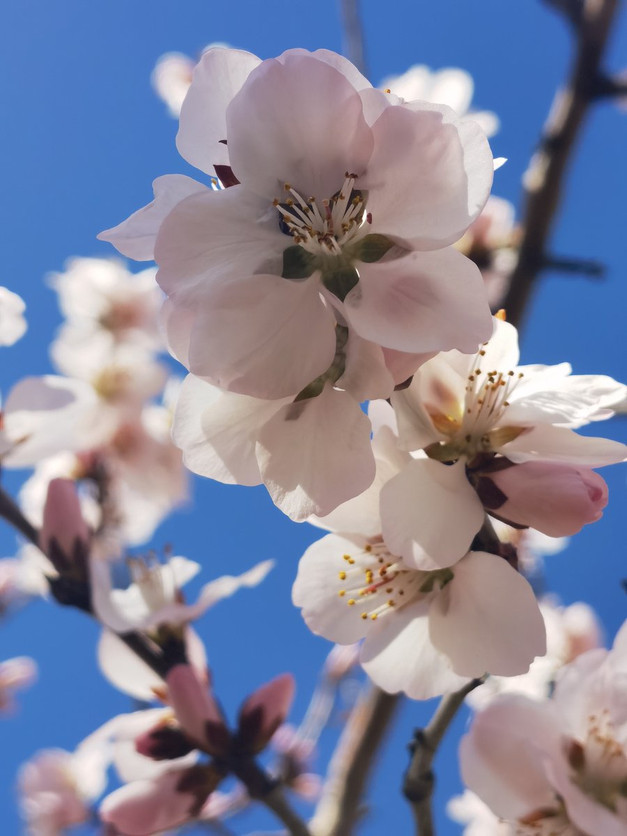 Corcoranl9nhq's tweet photo. Hoy el sol brilla con fuerza y la primavera llena el aire de flores! Disfruto cada día cálido y alegre. https://t.co/vmRlTx2llp
