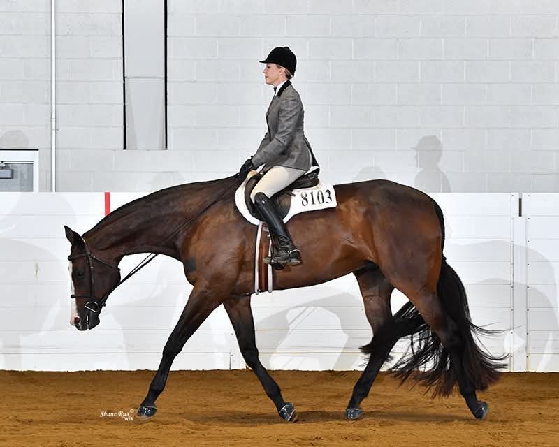 SeriousEquine7's tweet photo. 🔥New Listing🔥🔹Can Be Seen at Congress🔹AL HOT N BOTHERED — “Bohdie” - 2018 AQHA Bay Gelding | 17.2 Hands - Hot Ones Only × Al By Myself (by Allocate Your Assets) Accomplished in hunter under saddle and pleasure driving

#seriousinquiriesonlyequine https://t.co/o5O5nJ5Com