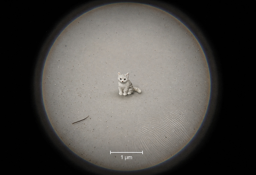 micat_mu's tweet photo. found her under the lens 

not a cell. not a speck of dust.

just a cat that should not exist at this scale.

micro cat. https://t.co/VgjWzo5uzh