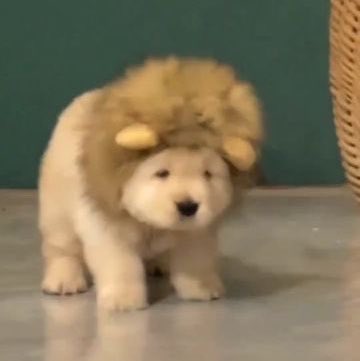 simyues's tweet photo. jake because he’s a leo rising https://t.co/Q8DmHK0Ru6