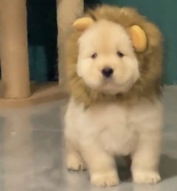 simyues's tweet photo. jake because he’s a leo rising https://t.co/Q8DmHK0Ru6