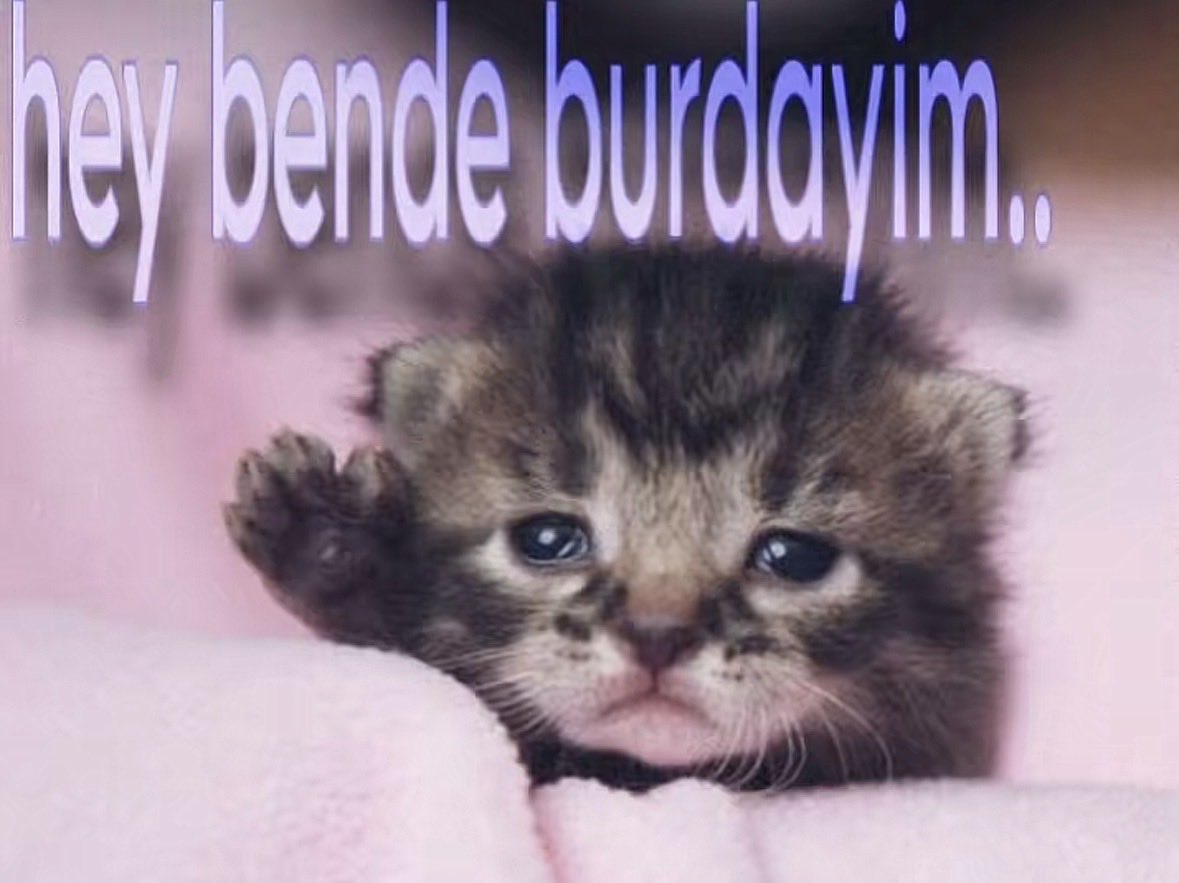rubynxlll's tweet photo. twde kimseyle arkadas olmamamiza  ragmen tayma dusen etkilesim cemberlerinde kendimizi ararken hissedilen https://t.co/mRMB6Ywt3L