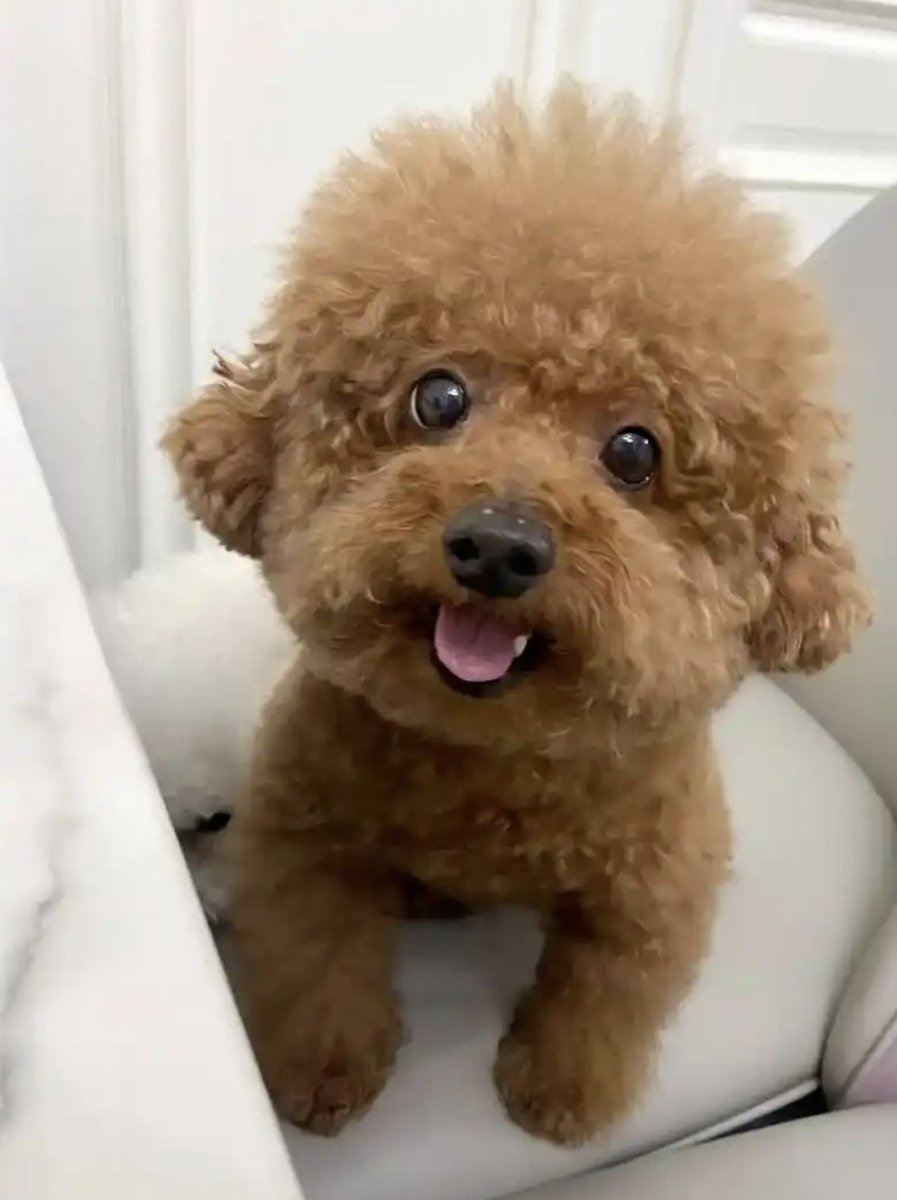 DorisPerribvg's tweet photo. Hoy sentí un calorcito en el corazón cuando mi perro me dio un regalo extra: un juguete de peluche mordido. https://t.co/gwFq2Np8GK