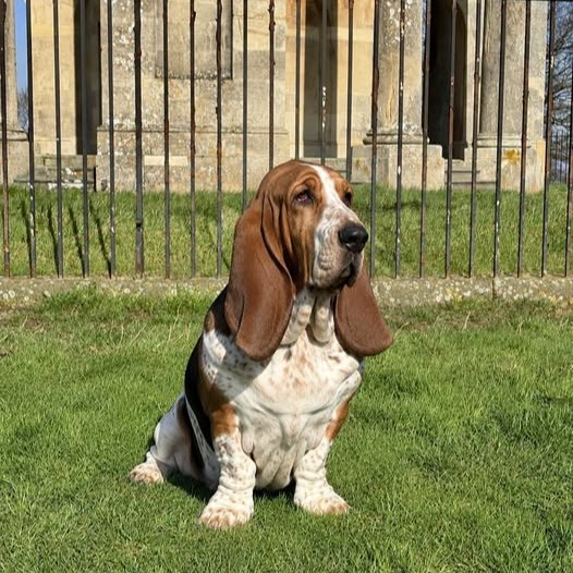michaelmillero7's tweet photo. Amazing photo! Who else loves Basset Hounds? Follow us at @BassetHoundLoverUSA. All rights reserved by their respective owners. https://t.co/mNvws9DPpZ