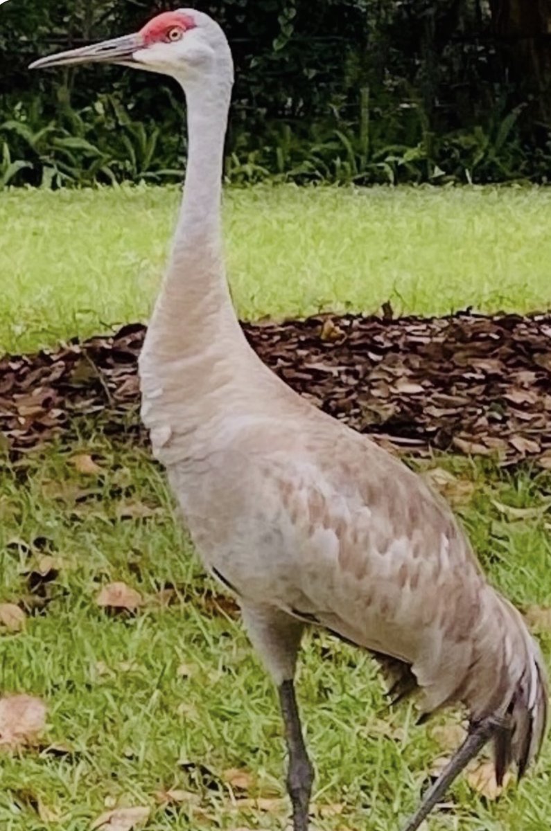 CLongo7mn's tweet photo. Sandhill Crane (Central Florida) https://t.co/iIu4N2XoD3