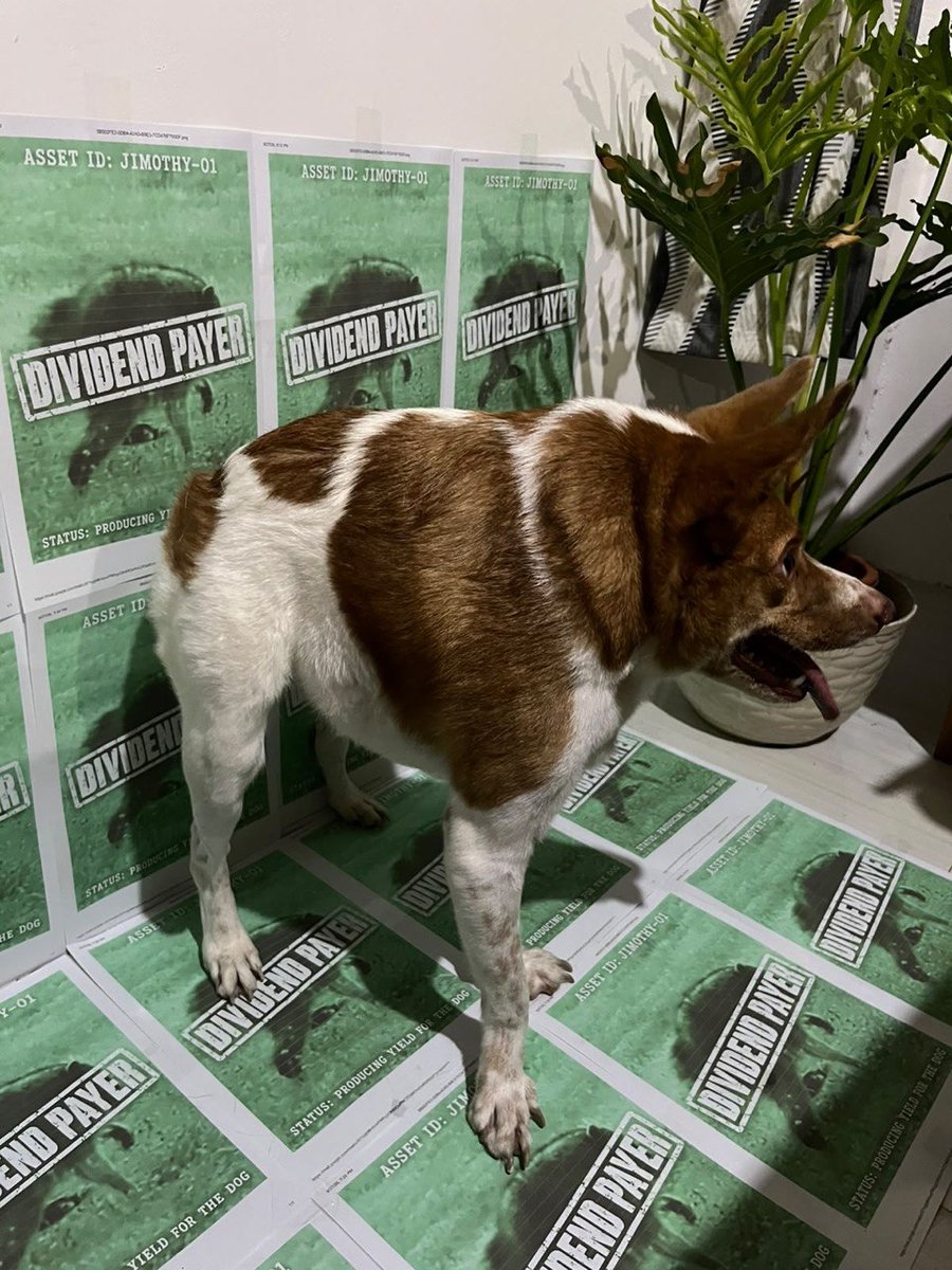 DogothySOL's tweet photo. TRENCHES MEET $Dogothy. 

We adopted him from a shelter, he is a real, bona fide short-spine rescue dog built like a cinder block.

Jimothy the raccoon had his massive run on Pumpfun, peaked at $40M+, and still sits strong around $5M. Much love to the OG. But Pumpfun had its moment, and Stonksfun didn't have a single short-spine animal running around.

That ends right now with $DOGOTHY on https://t.co/ovyUxtUriU.

We paired Dogothy directly to $JIMOTHY so holding Dogothy automatically pays you dividends in Jimothy.

We don't hate the raccoon, we adopted a shelter dog and put Jimothy to work feeding him.

Since Stonksfun doesn't support native streaming yet, we are going live right here on X with Dogothy. Contract address will be pinned right below shortly after launch.

All trading fees generated go directly back to holders via dividends. Because of this, we keep just 3% in the DEV wallet to fund marketing, growth, and community expenses.

Join the stream, watch the Dogothy, stack the dividends.