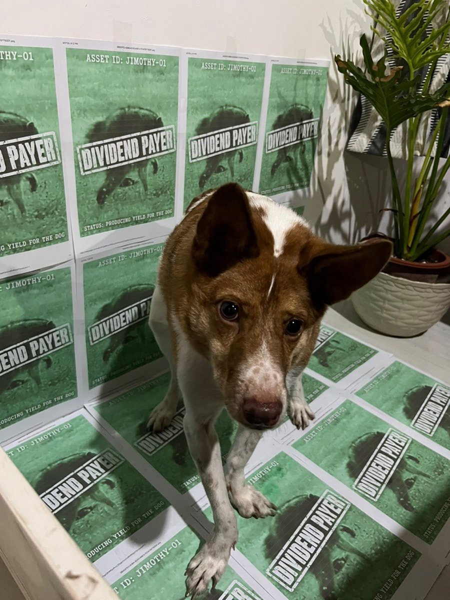 DogothySOL's tweet photo. TRENCHES MEET $Dogothy. 

We adopted him from a shelter, he is a real, bona fide short-spine rescue dog built like a cinder block.

Jimothy the raccoon had his massive run on Pumpfun, peaked at $40M+, and still sits strong around $5M. Much love to the OG. But Pumpfun had its moment, and Stonksfun didn't have a single short-spine animal running around.

That ends right now with $DOGOTHY on https://t.co/ovyUxtUriU.

We paired Dogothy directly to $JIMOTHY so holding Dogothy automatically pays you dividends in Jimothy.

We don't hate the raccoon, we adopted a shelter dog and put Jimothy to work feeding him.

Since Stonksfun doesn't support native streaming yet, we are going live right here on X with Dogothy. Contract address will be pinned right below shortly after launch.

All trading fees generated go directly back to holders via dividends. Because of this, we keep just 3% in the DEV wallet to fund marketing, growth, and community expenses.

Join the stream, watch the Dogothy, stack the dividends.