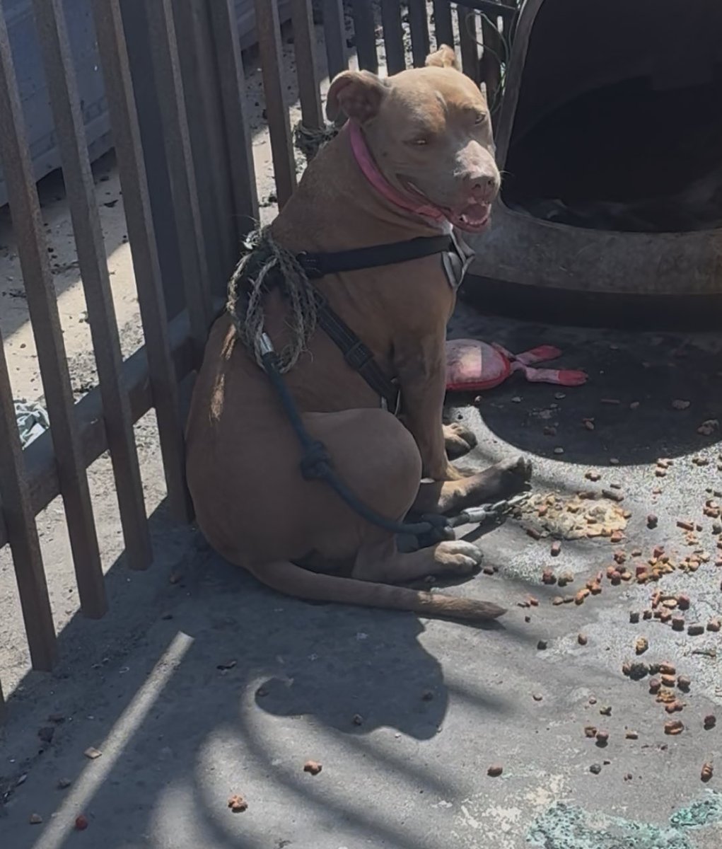 joey_tuccio's tweet photo. Since city officials and the feds are not doing anything to prevent the widespread massacre and criminal enterprise on Skid Row, I’m going to be on Skid Row today doing my own investigation on who tried to murder this dog by burning her alive. https://t.co/W2YwVix2Nx