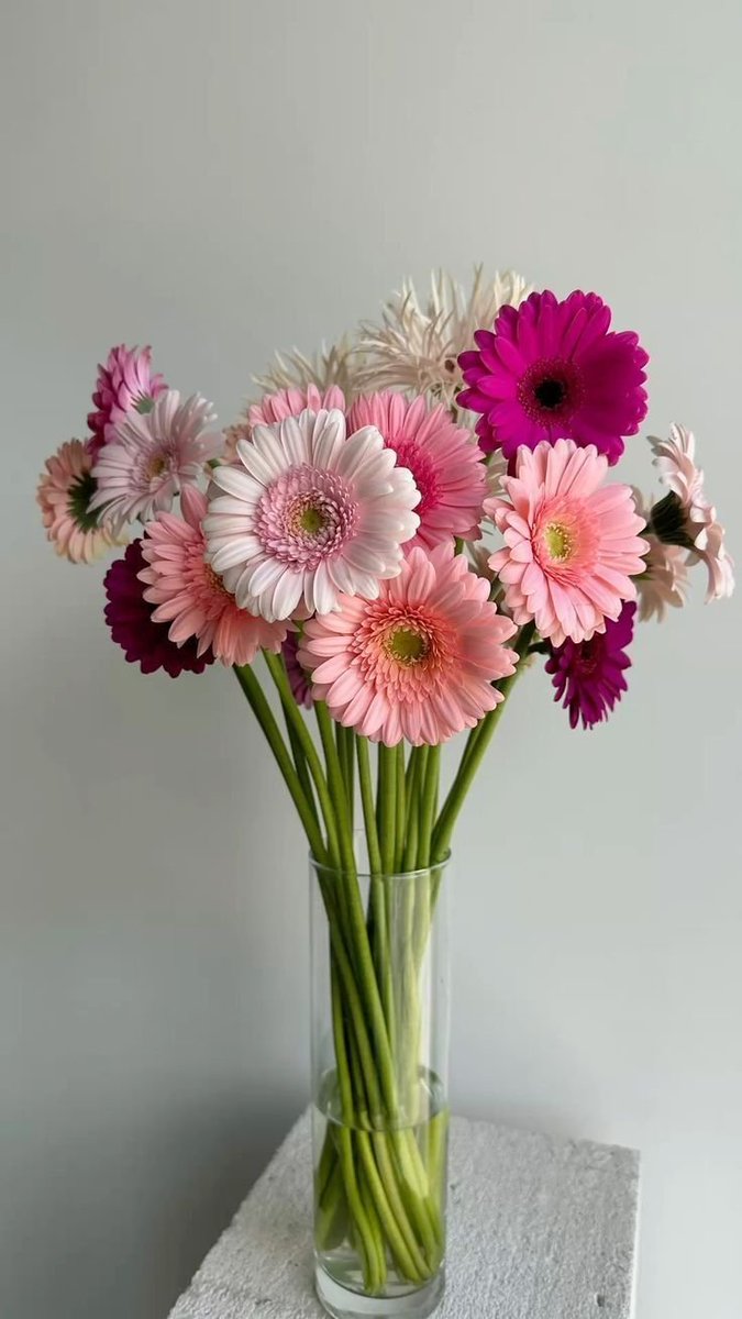 dreamyflowerrs's tweet photo. gerberas https://t.co/okOnMQ7a4N
