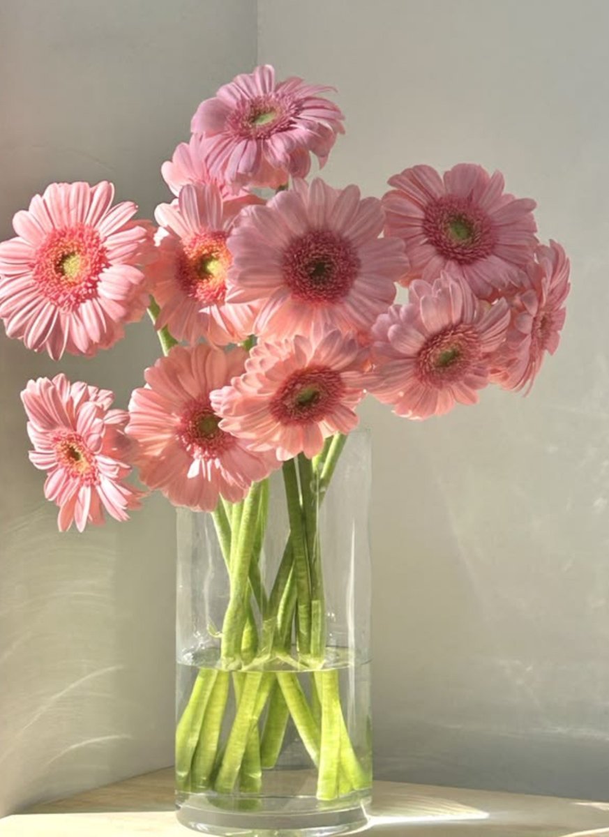 dreamyflowerrs's tweet photo. gerberas https://t.co/okOnMQ7a4N