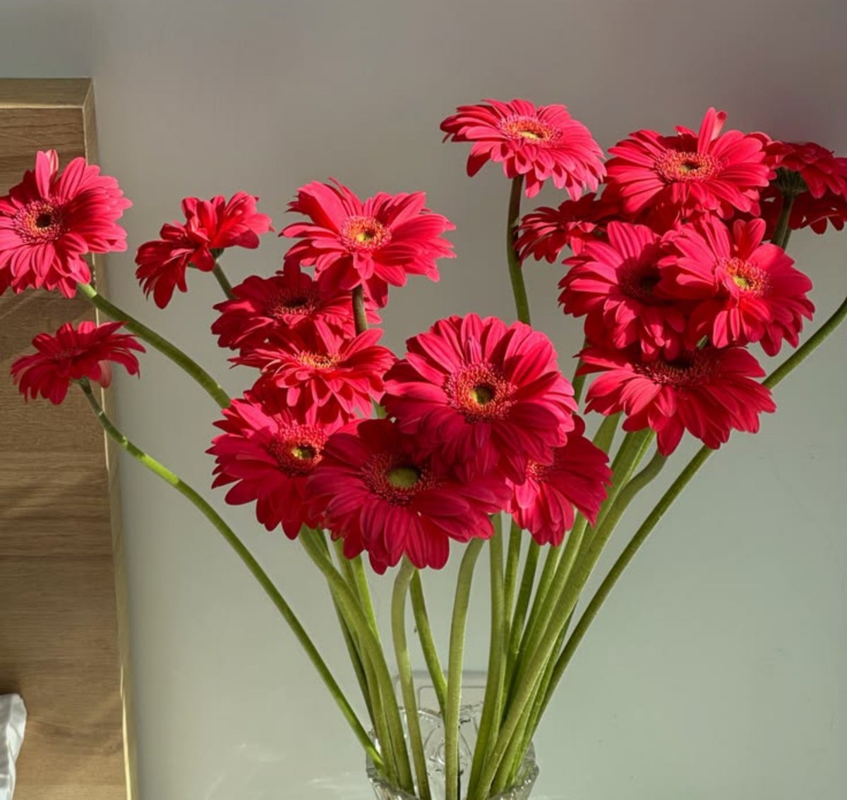 dreamyflowerrs's tweet photo. gerberas https://t.co/okOnMQ7a4N