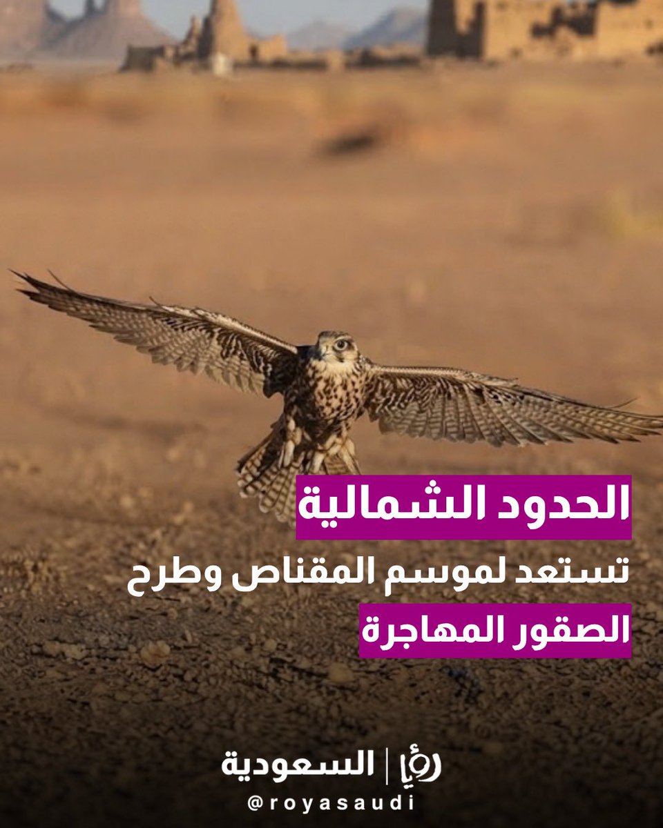 royasaudi's tweet photo. تستعد منطقة الحدود الشمالية مطلع أكتوبر لانطلاق #موسم_المقناص وطرح الصقور المهاجرة في صحراء الحماد، التي تُعد من أبرز مسارات الهجرة السنوية للصقور.
ويشهد الموسم حراكًا لافتًا لهواة الصقارة والمقناص، وانتعاشًا في أسواق المستلزمات البرية والخدمات والأنشطة التجارية المرتبطة بالموسم https://t.co/TlKcYWdV5p