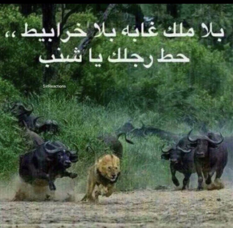 6ir_19's tweet photo. النسويات يوم شافوا حقين الكورة دخلوا بالموضوع https://t.co/uEmjnRsysv