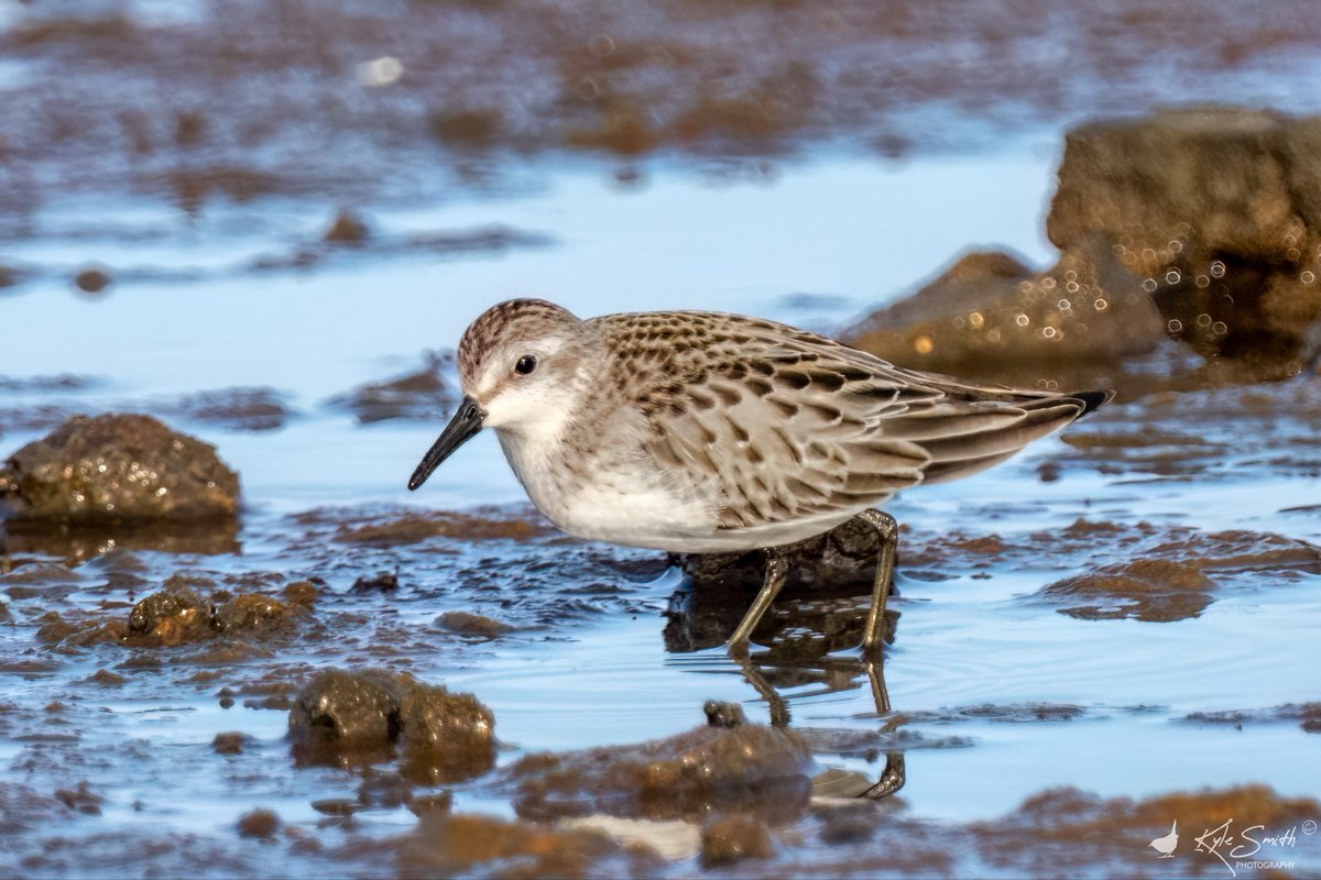 jkyles32's tweet photo. Dropped down into Hampshire with @kev07713 &amp; @davidso55441100 to try for the semipalmated sandpiper at Fishtail Lagoon, Pennington Marshes - a cracking bird! Great to see @ElleryTrev16932 &amp; @alanbodd at the bird too @BirdGuides @_BTO. https://t.co/59c5T8Qis4