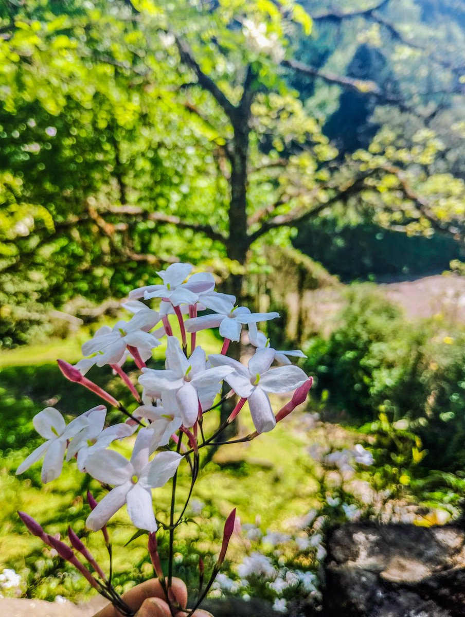 rocoquoi's tweet photo. En Los Nougues me topé con un jazmín de un perfume tan intenso difícil de creer. Dudaría de la inteligencia de Dior, Nina Ricci y tal si no aprovechan el RIGI para chorearlo (?) https://t.co/SO9TMftnga