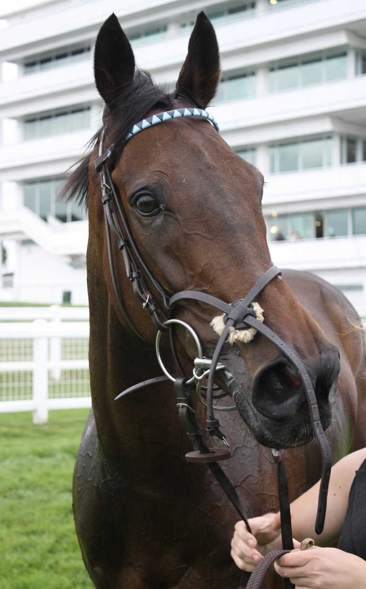 ValueRacingClub's tweet photo. After 28 runs in the VRC silks, it’s over and out from the legend that’s Nibras Gold. Officially retired fully sound after his run @EpsomRacecourse today.

In those 28 runs, Nibras Gold has finished in the winners enclosure 21 times! 

He’s been the perfect syndicate horse. At the age of eight, it’s time for us to thank him for his efforts, a long and happy retirement awaits. 

That’ll do Nibras that’ll do. 🥇 @JPOwenRacing @JohnnyBurke2.