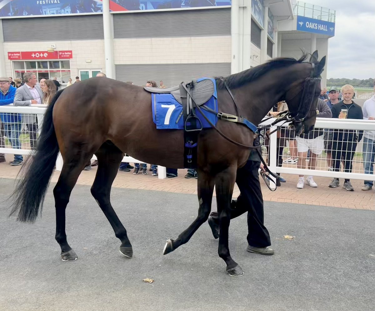 ValueRacingClub's tweet photo. After 28 runs in the VRC silks, it’s over and out from the legend that’s Nibras Gold. Officially retired fully sound after his run @EpsomRacecourse today.

In those 28 runs, Nibras Gold has finished in the winners enclosure 21 times! 

He’s been the perfect syndicate horse. At the age of eight, it’s time for us to thank him for his efforts, a long and happy retirement awaits. 

That’ll do Nibras that’ll do. 🥇 @JPOwenRacing @JohnnyBurke2.