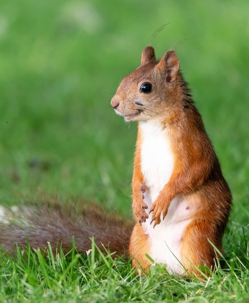 MaratsGirl's tweet photo. 🐿🐿 https://t.co/tRUUfZEW0Y