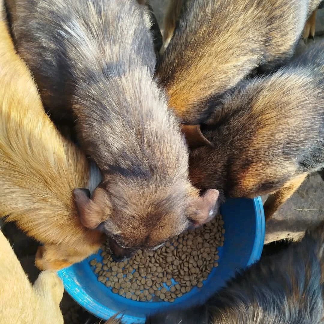 Angelinarescue's tweet photo. They need us. 💔🐾 Please help with food, medicine, or vaccines. Every donation saves a life. 🙏❤️
#AnimalRescue #SaveLives #HelpAnimals #Donate https://t.co/HCYxSjHe0J
