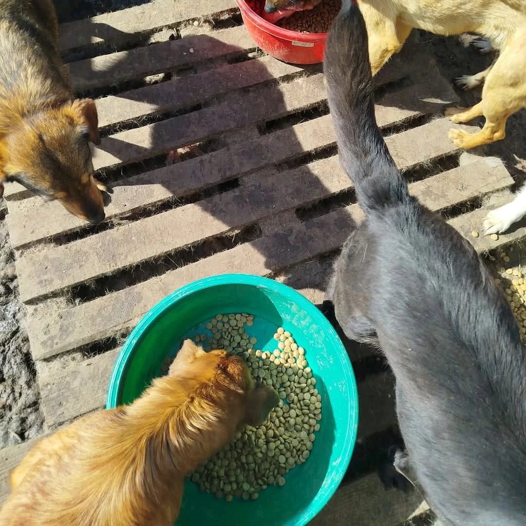 Angelinarescue's tweet photo. They need us. 💔🐾 Please help with food, medicine, or vaccines. Every donation saves a life. 🙏❤️
#AnimalRescue #SaveLives #HelpAnimals #Donate https://t.co/HCYxSjHe0J