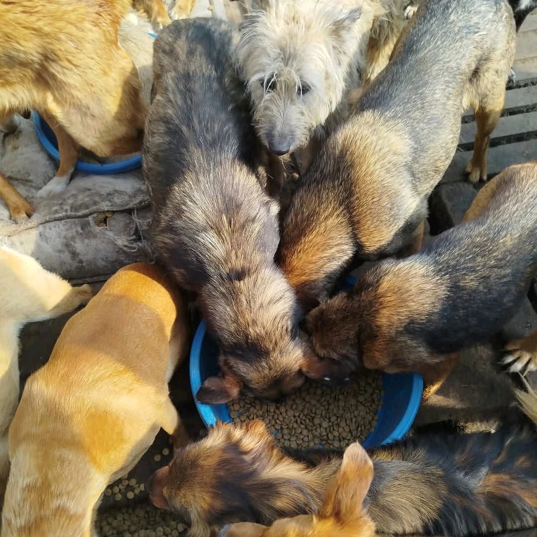Angelinarescue's tweet photo. They need us. 💔🐾 Please help with food, medicine, or vaccines. Every donation saves a life. 🙏❤️
#AnimalRescue #SaveLives #HelpAnimals #Donate https://t.co/HCYxSjHe0J