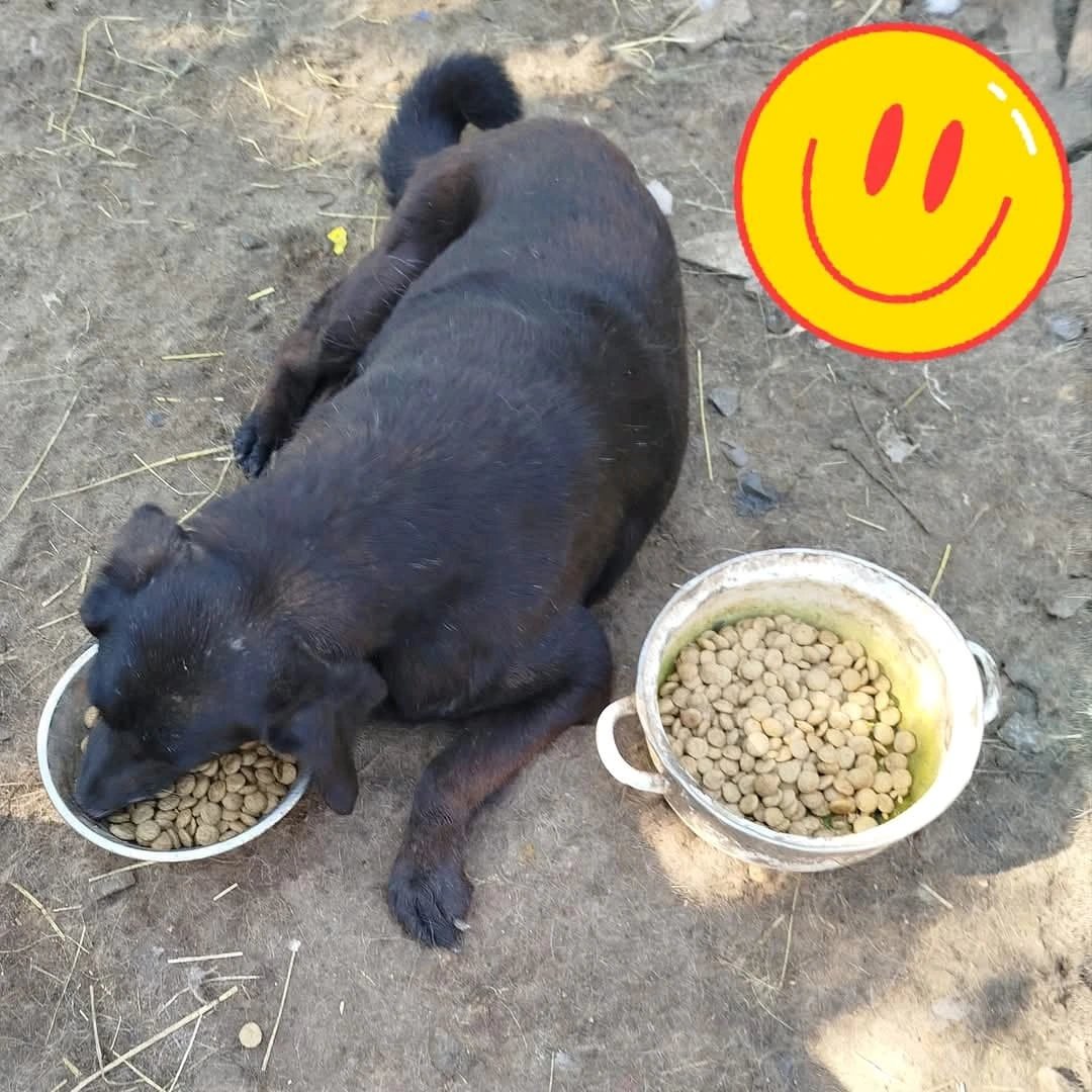 Angelinarescue's tweet photo. They need us. 💔🐾 Please help with food, medicine, or vaccines. Every donation saves a life. 🙏❤️
#AnimalRescue #SaveLives #HelpAnimals #Donate https://t.co/HCYxSjHe0J