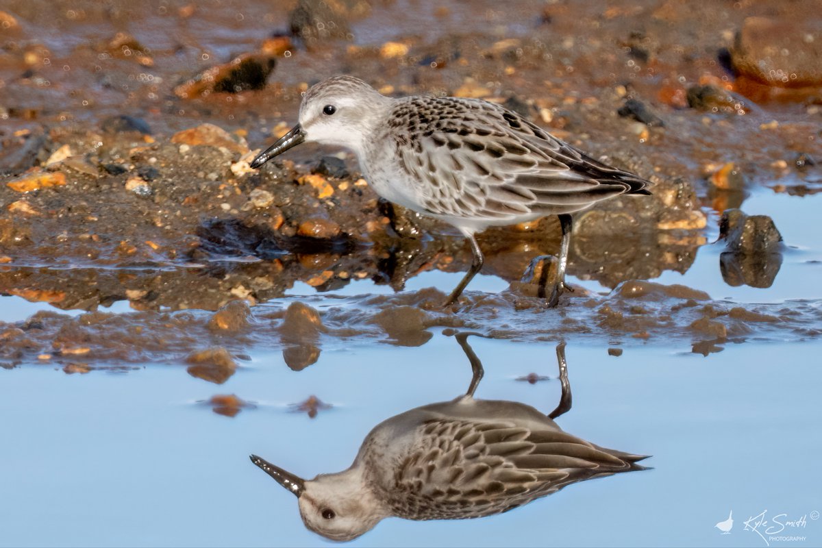 jkyles32's tweet photo. Dropped down into Hampshire with @kev07713 &amp; @davidso55441100 to try for the semipalmated sandpiper at Fishtail Lagoon, Pennington Marshes - a cracking bird! Great to see @ElleryTrev16932 &amp; @alanbodd at the bird too @BirdGuides @_BTO. https://t.co/59c5T8Qis4