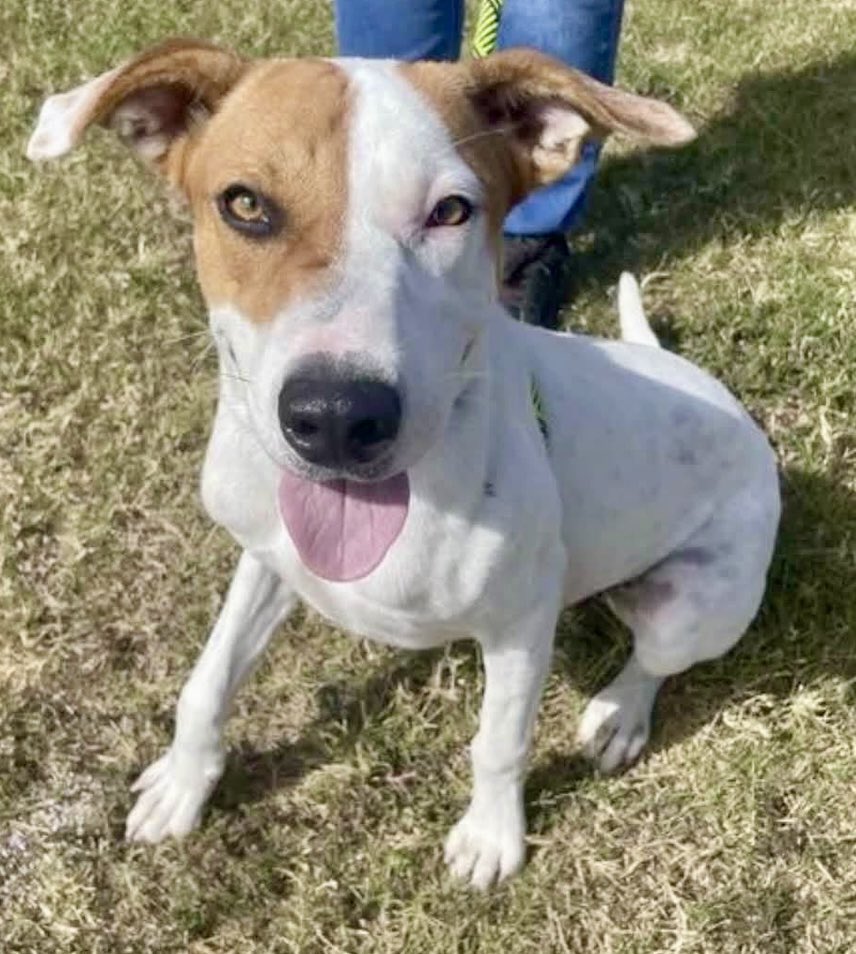 LeporidaeCheryl's tweet photo. Sometimes seeing a Dog smile 😊 can be EVERY bit as PAINFUL as seeing a Dog cry. 

You IMAGINE that smile FADING over ⏰ & the HOPE & OPTIMISM turning into Despair as moment after moment, day after day passes, & NO one comes. 
💔💔💔💔💔

So slender, feminine, adorable, huggable, & SWEET! 

1️⃣ yo , LIL MAMAS  #A389365 Dreams & Hopes have been SMASHED to 
💥SMITHEREENS💥 ‼️

She's smiling at you with that 1️⃣ swollen 👁️ , praying you can see how PRETTY she is & that you'll believe she DESERVES to be saved. 🙏🫶

Please save her from ☠️🩼.

She's at #CorpusChristiACS. 
Please Pledge, Foster or Adopt.