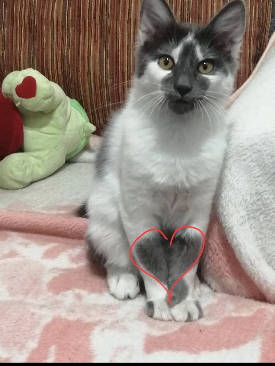 Laucomycat's tweet photo. @Tiofelino Mi ushi😍 https://t.co/MWkmO1yf9Y