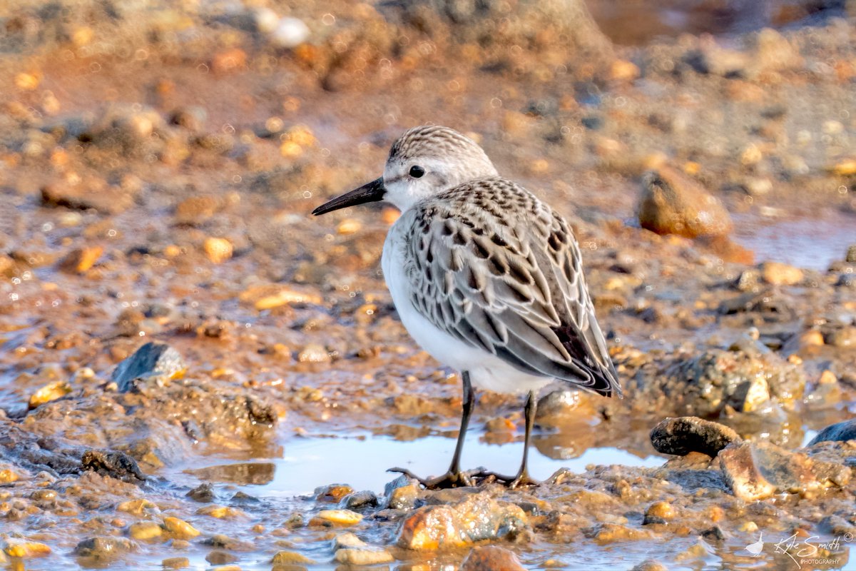 jkyles32's tweet photo. Dropped down into Hampshire with @kev07713 &amp; @davidso55441100 to try for the semipalmated sandpiper at Fishtail Lagoon, Pennington Marshes - a cracking bird! Great to see @ElleryTrev16932 &amp; @alanbodd at the bird too @BirdGuides @_BTO. https://t.co/59c5T8Qis4