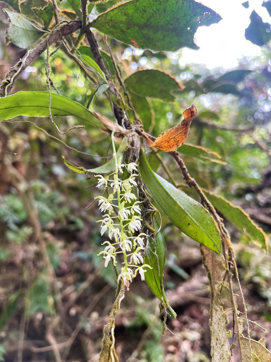 itacatero's tweet photo. Una de las orquídeas más pequeñas de Manantlán: Notylia barkeri https://t.co/DgHAfM6C58