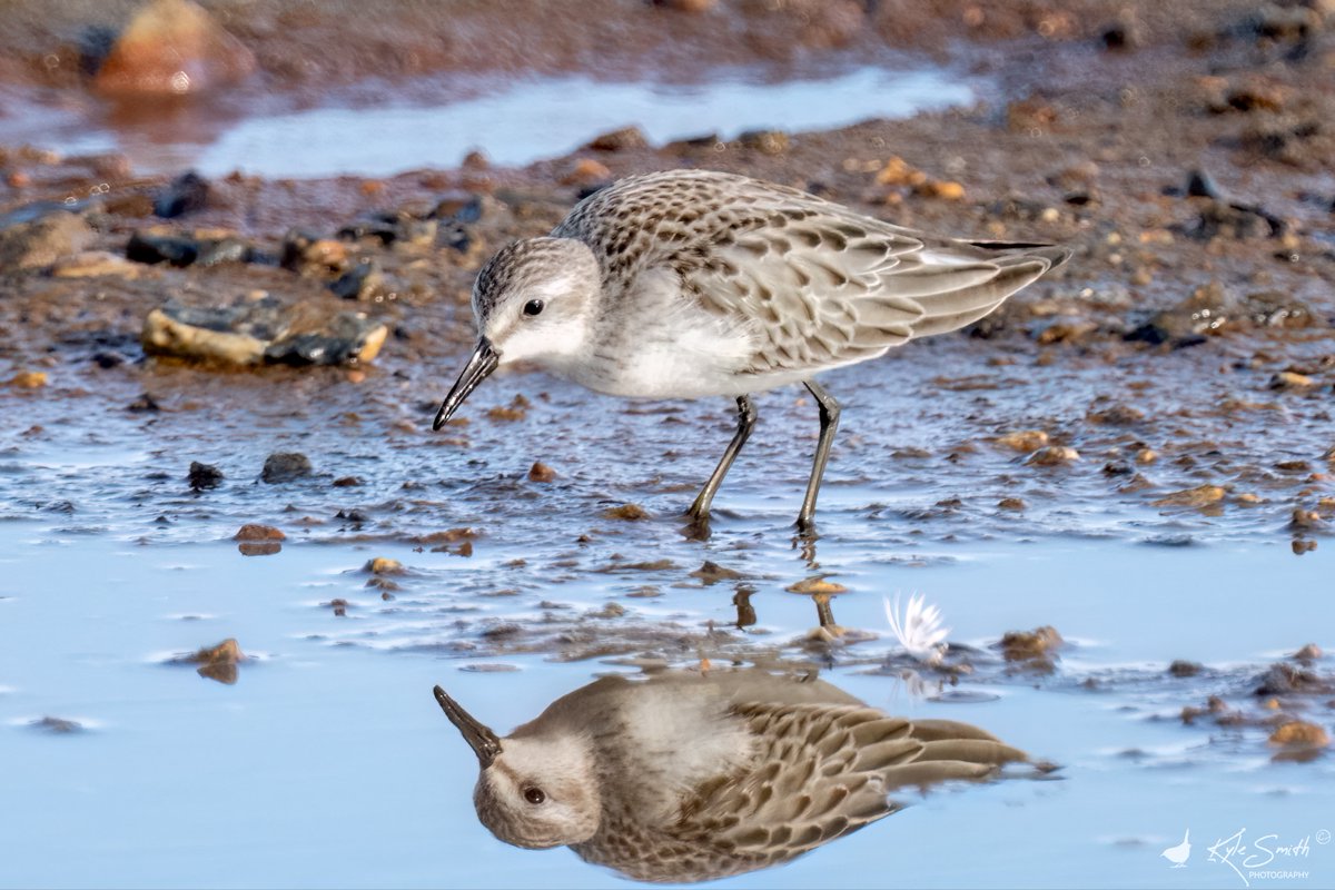 jkyles32's tweet photo. Dropped down into Hampshire with @kev07713 &amp; @davidso55441100 to try for the semipalmated sandpiper at Fishtail Lagoon, Pennington Marshes - a cracking bird! Great to see @ElleryTrev16932 &amp; @alanbodd at the bird too @BirdGuides @_BTO. https://t.co/59c5T8Qis4