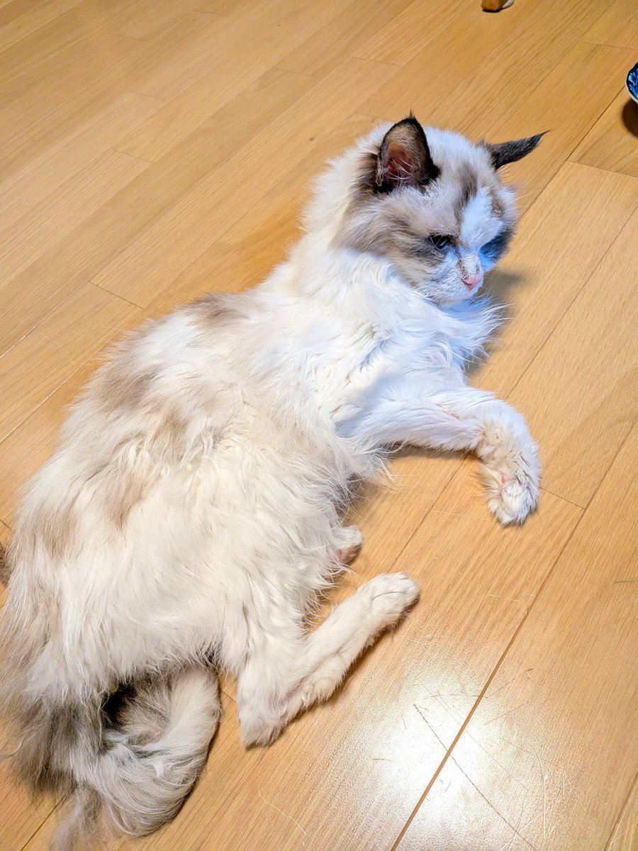 Mam_Pakuma's tweet photo. 帰宅してシャンプーしました
お尻汚れてたから。
病気で死にかぶってた19才の時よりも毛並みも毛艶も良くなっててお肉もついてます
20才とは思えないみゅーちゃん
ドライヤーで乾かす時怒りまくってたので今夜はお疲れのご様子
#みゅーさんの軌跡 https://t.co/DekZyTK6MF