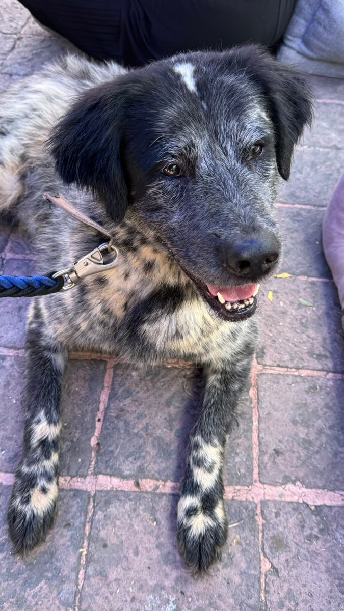 HELA_MORE's tweet photo. El precioso Doro los invita a ir a conocerlo a la feria de adopción.

📍Parque Hundido 
Entre insurgentes y avenida Porfirio Díaz. https://t.co/iK3PdXlvk8